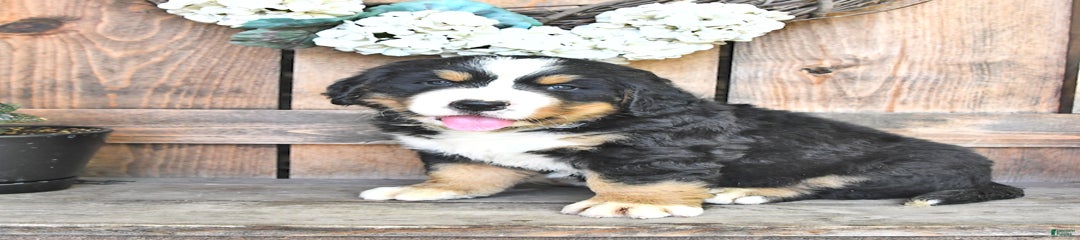 Marley