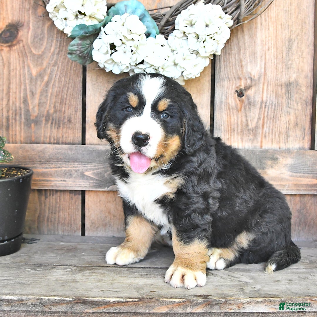Bernese Mountain Dog dogs for sale: Marley - Image 5