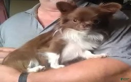 Chihuahua dogs for sale: Full Akc   Dealer - Image 15
