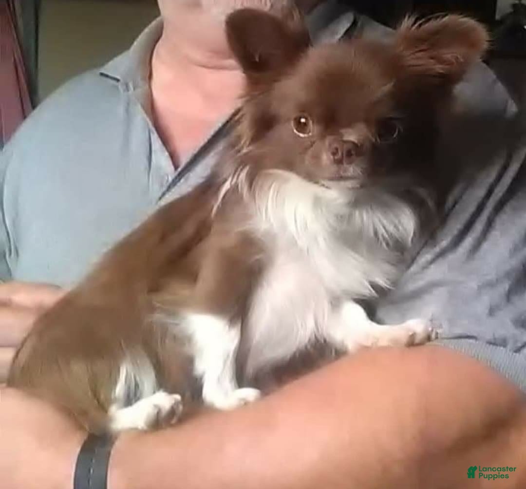 Chihuahua dogs for sale: Full Akc   Dealer - Image 15