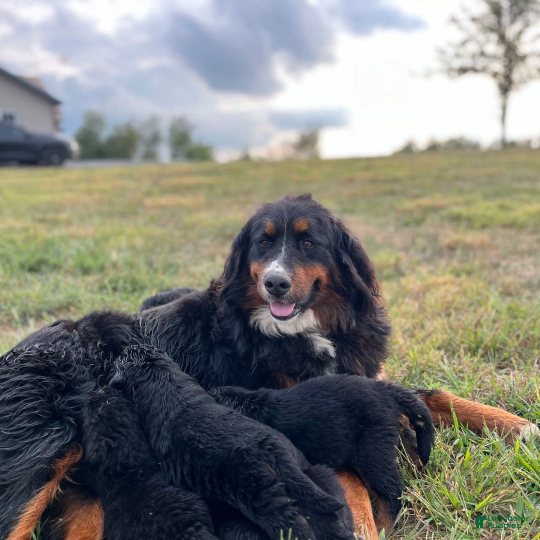 Bernese Mountain Dog dogs for sale: Stella - Image 4
