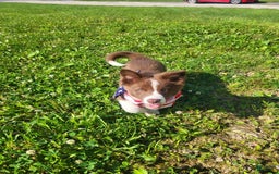 Border Collie dogs for sale: Ollie - Image 2