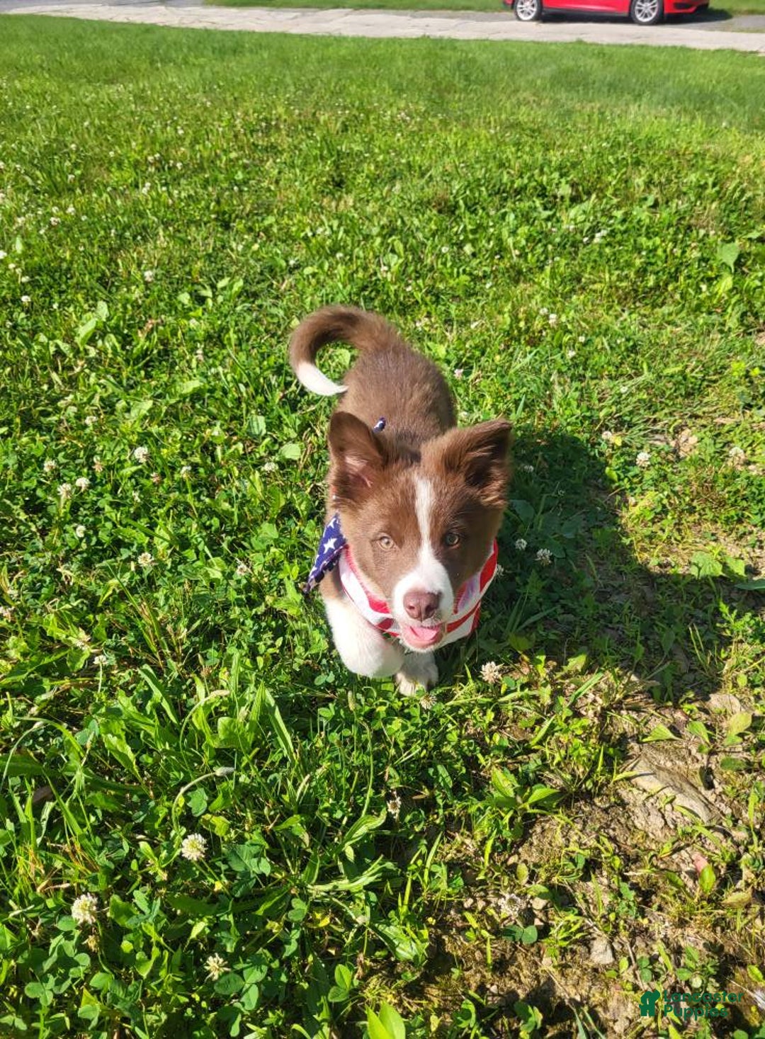 Border Collie dogs for sale: Ollie - Image 2