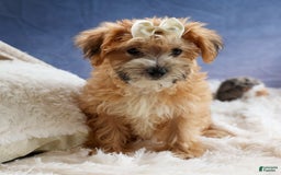 Yochon dogs for sale: Torin - Image 6