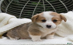 Welsh Corgi Pembroke dogs for sale: Aspen - Image 12
