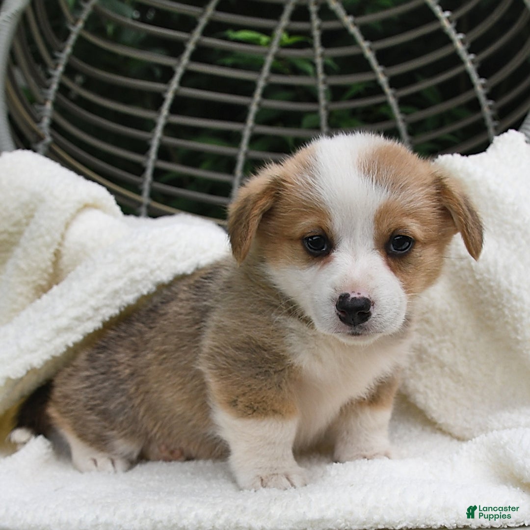 Welsh Corgi Pembroke dogs for sale: Aspen - Image 12