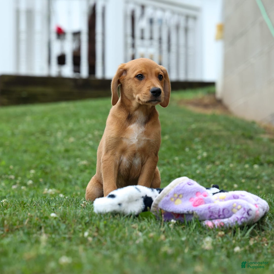 Beagle dogs for sale: Charlie - Image 6