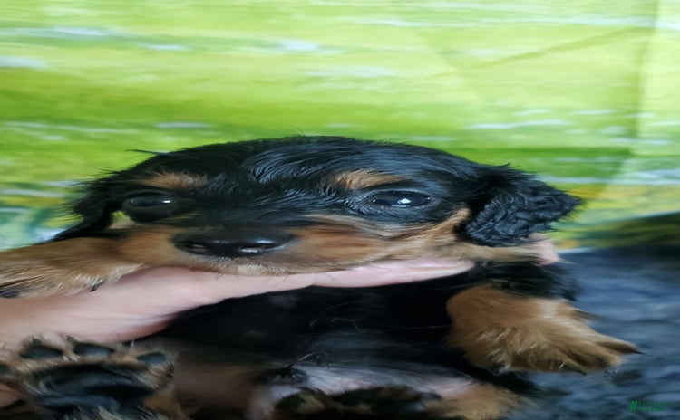 Miniature Dachshund dogs for sale - Ad 1