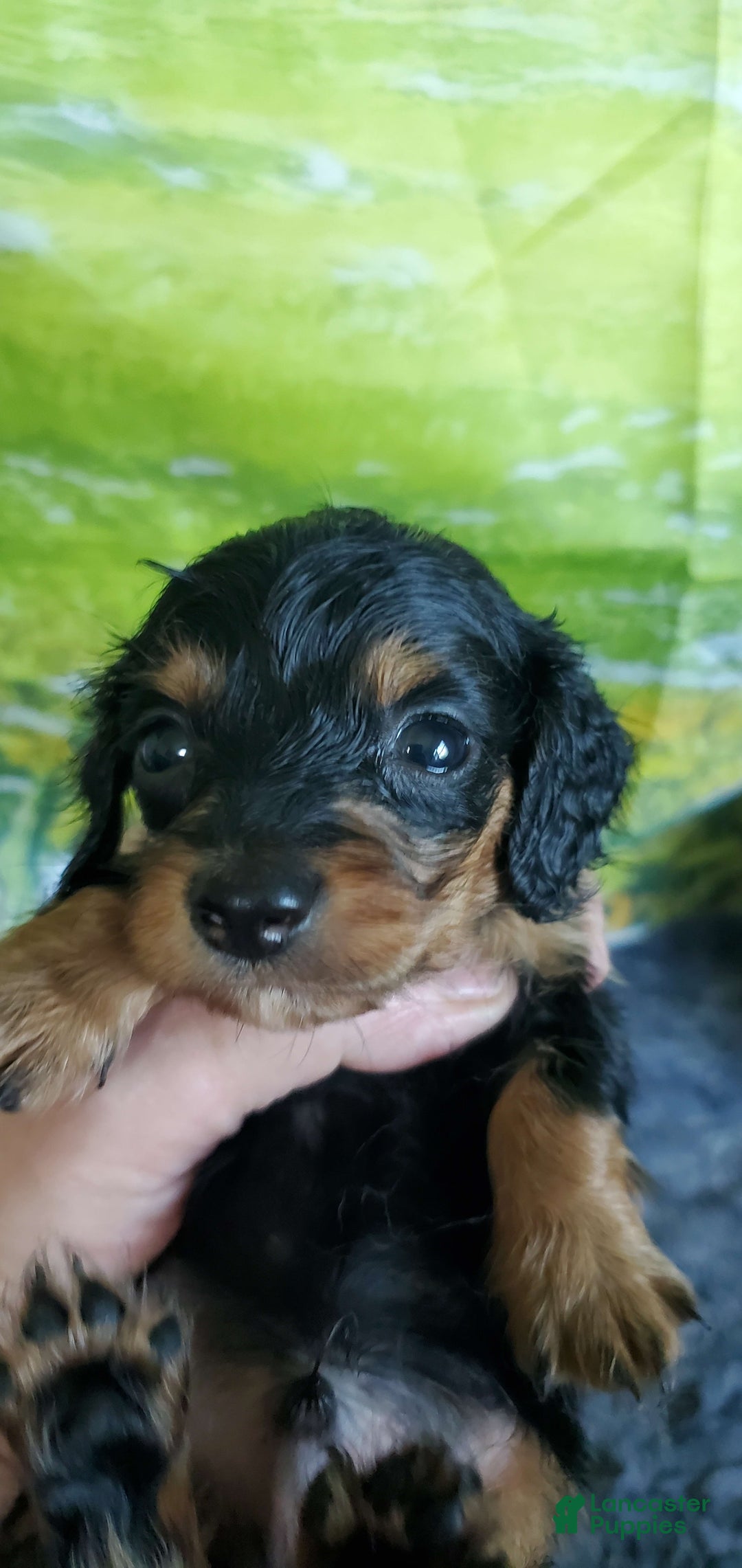Miniature Dachshund dogs for sale: Smoke - Image 1