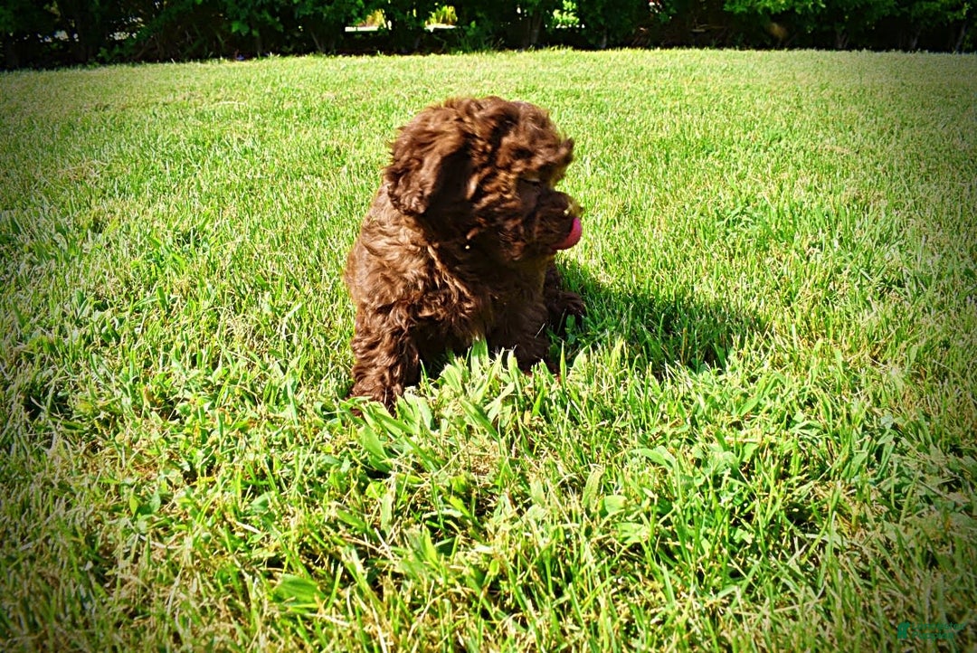 Havapoo dogs for sale: Flower - Image 12