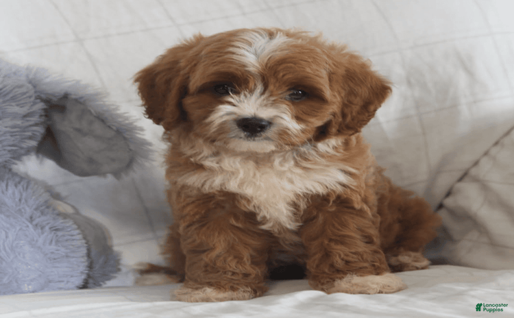 Cavapoo dogs for sale - Ad 1