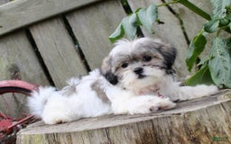 Malshi dogs for sale: Amber - Image 8
