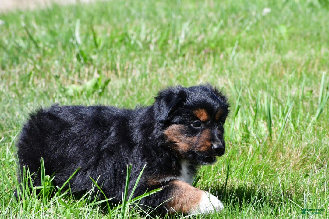 Miniature Australian Shepherd dogs for sale: Natasha - Image 5