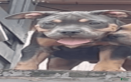 American Bully dogs for sale: Bou - Image 9