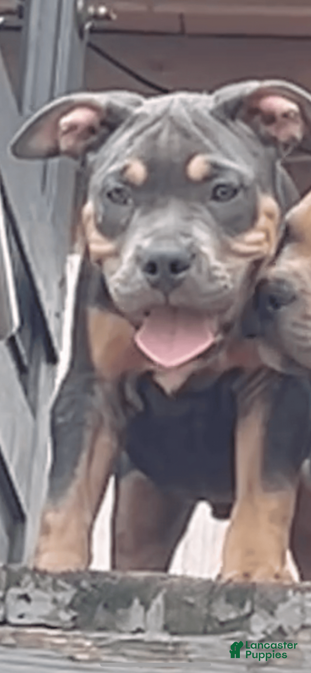 American Bully dogs for sale: Bou - Image 9