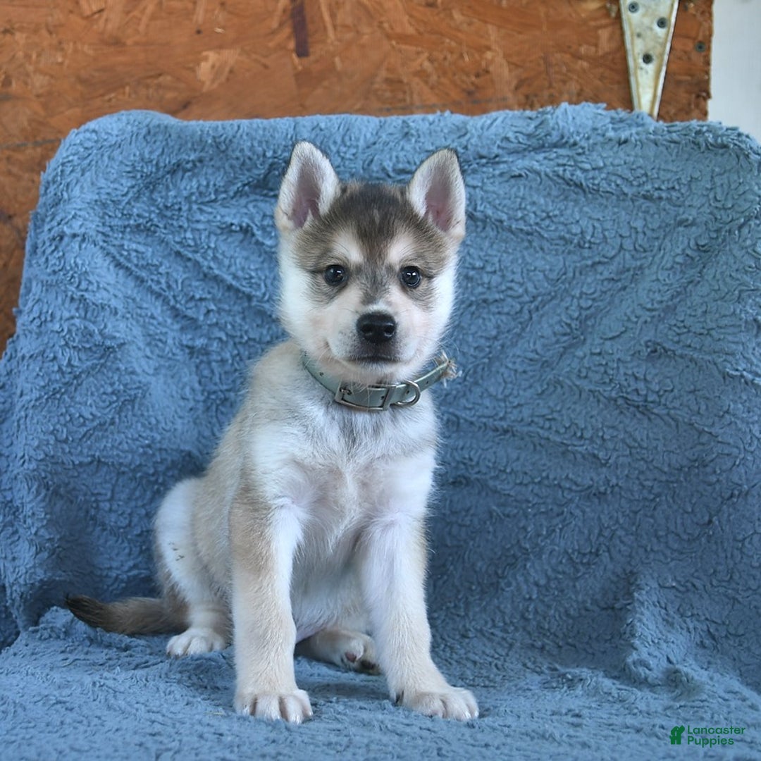 Alaskan Klee Kai dogs for sale: Timber - Image 1
