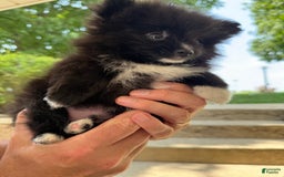 Pomeranian dogs for sale: Fluffy - Image 11