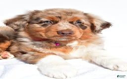 Miniature Australian Shepherd dogs for sale: Izzy - Image 4