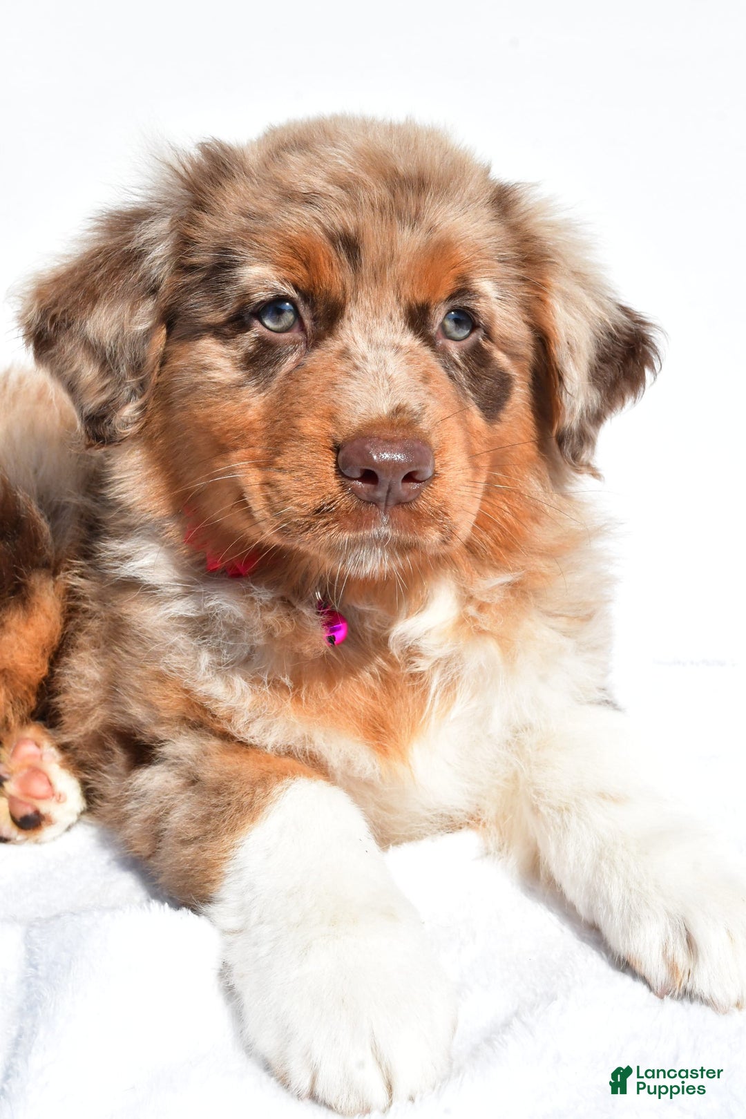 Miniature Australian Shepherd dogs for sale: Izzy - Image 4