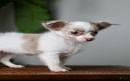 Chihuahua dogs for sale: Cyrus - Image 2
