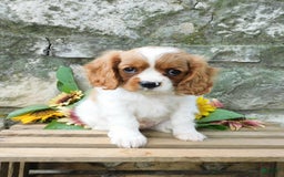 Cavalier King Charles Spaniel dogs for sale: Hunter - Image 1