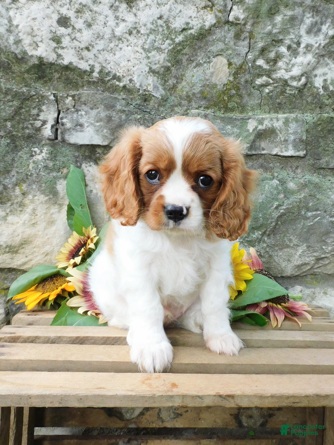 Cavalier King Charles Spaniel dogs for sale: Hunter - Image 1