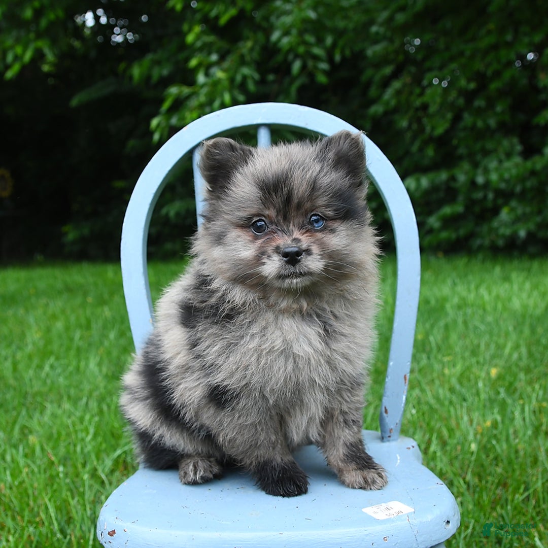 Pomeranian dogs for sale: Pomeranian 2 puppies - Image 5