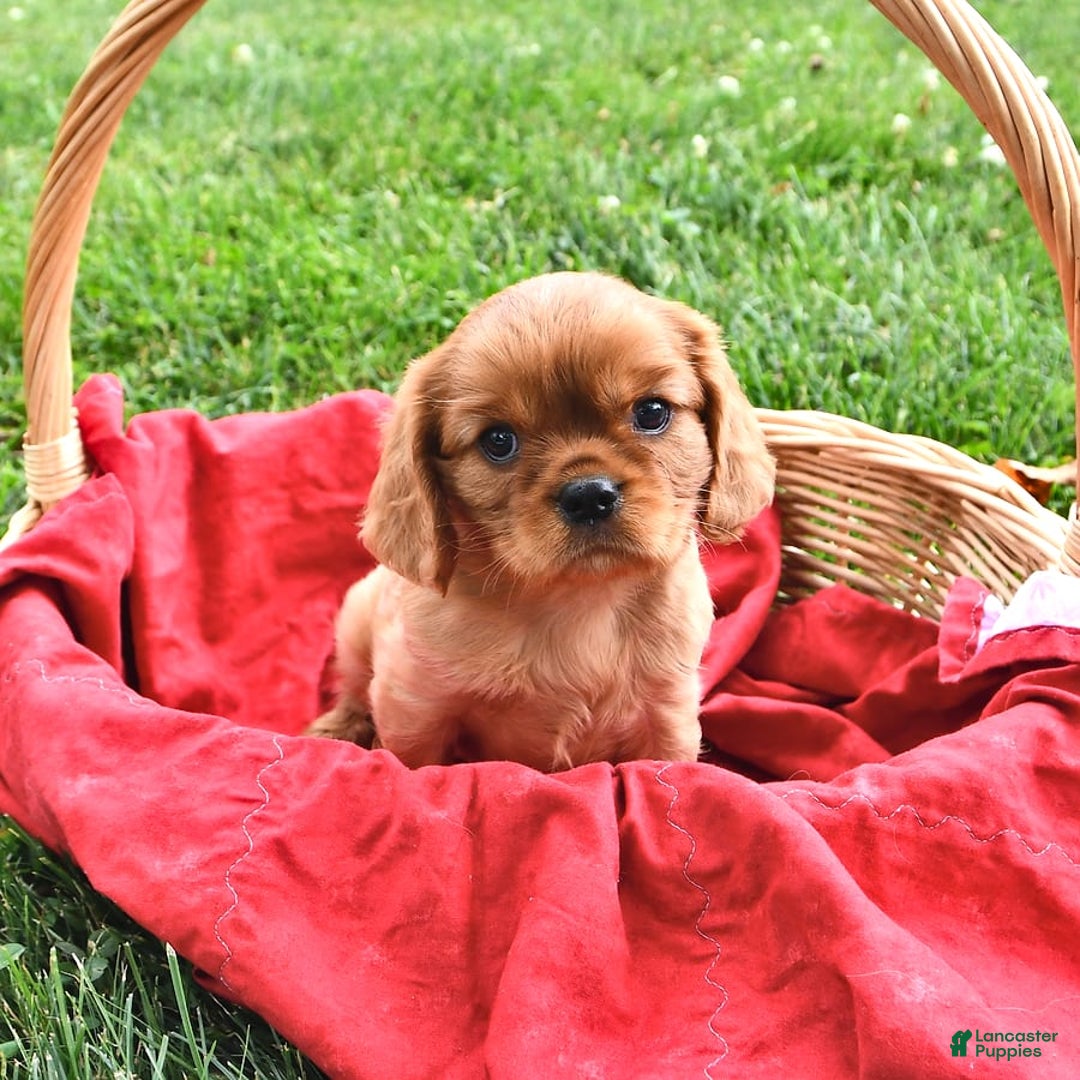 Cavalier King Charles Spaniel dogs for sale: Charlie - Image 6
