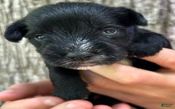 Miniature Schnauzer dogs for sale: Cory - Image 1