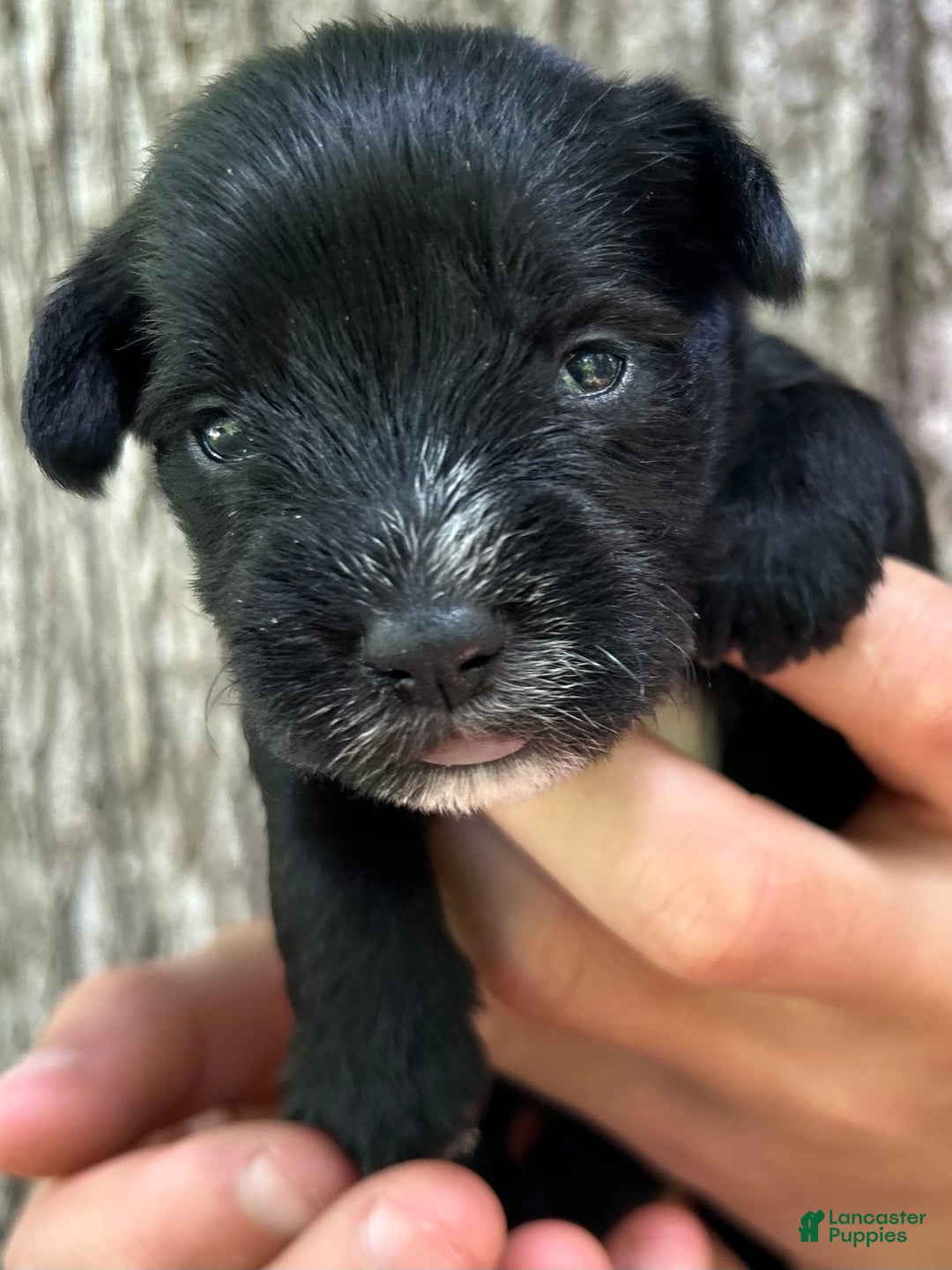 Miniature Schnauzer dogs for sale: Cory - Image 1