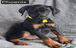 Doberman Pinscher dogs for sale: Phoenix - Image 4