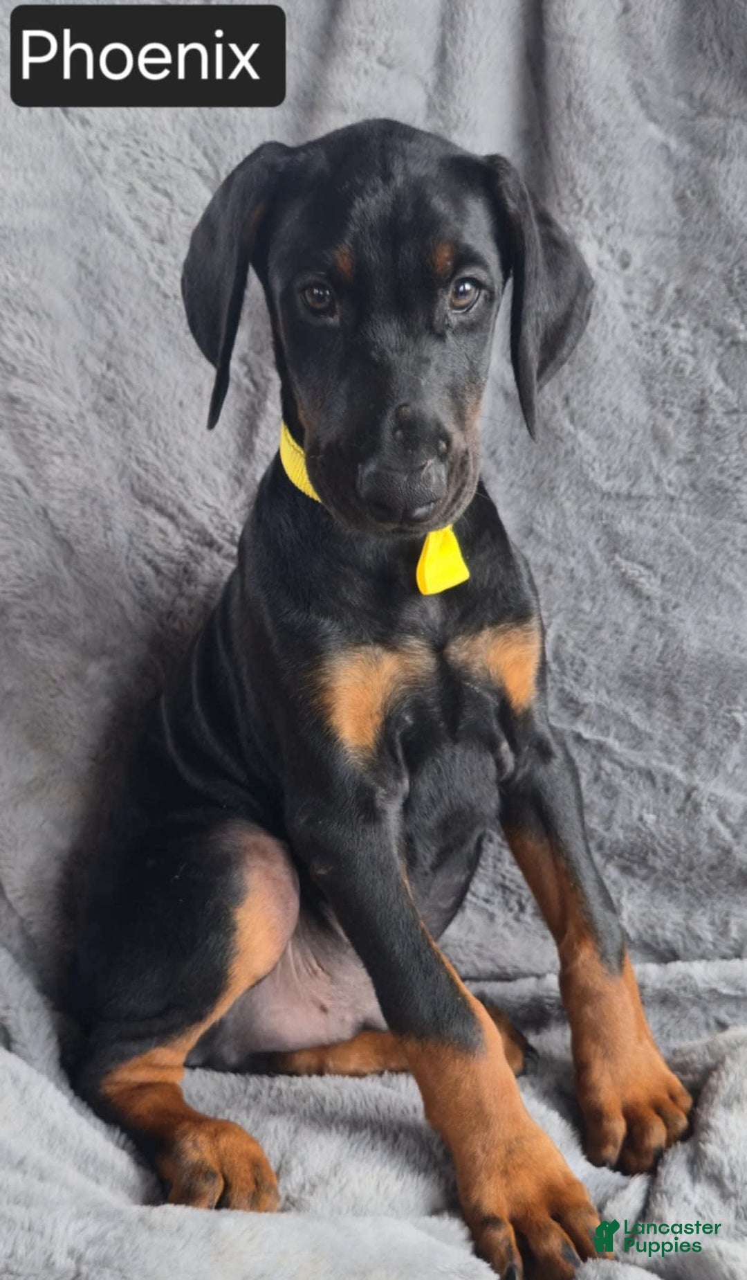 Doberman Pinscher dogs for sale: Phoenix - Image 4