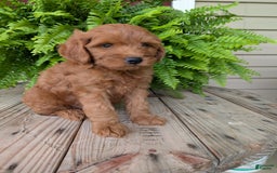Mini Goldendoodle dogs for sale: Mini -kory - Image 8