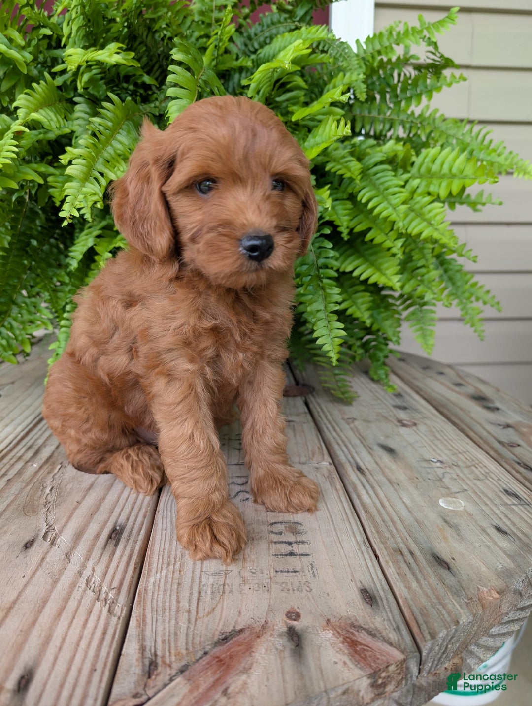 Mini Goldendoodle dogs for sale: Mini -kory - Image 8
