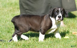 Beabull dogs for sale: Aaron - Image 13