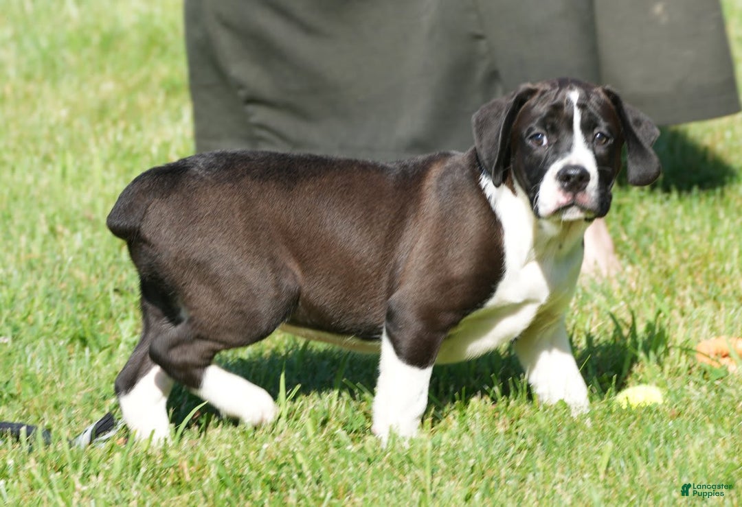 Beabull dogs for sale: Aaron - Image 13