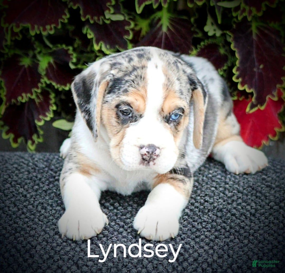 Beabull dogs for sale: Lyndsey - Image 4