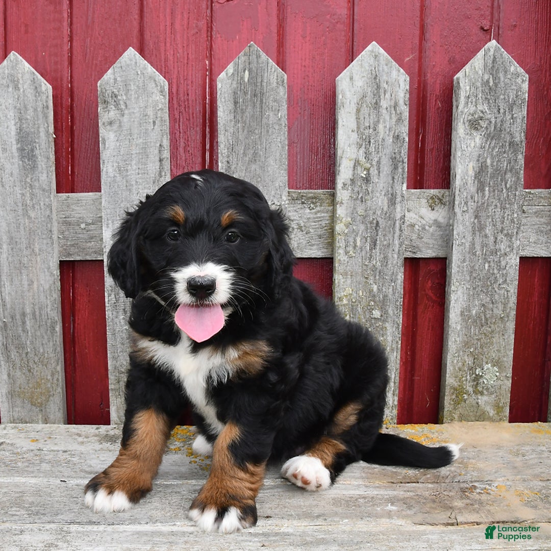 Bernedoodle dogs for sale: Candy - Image 6