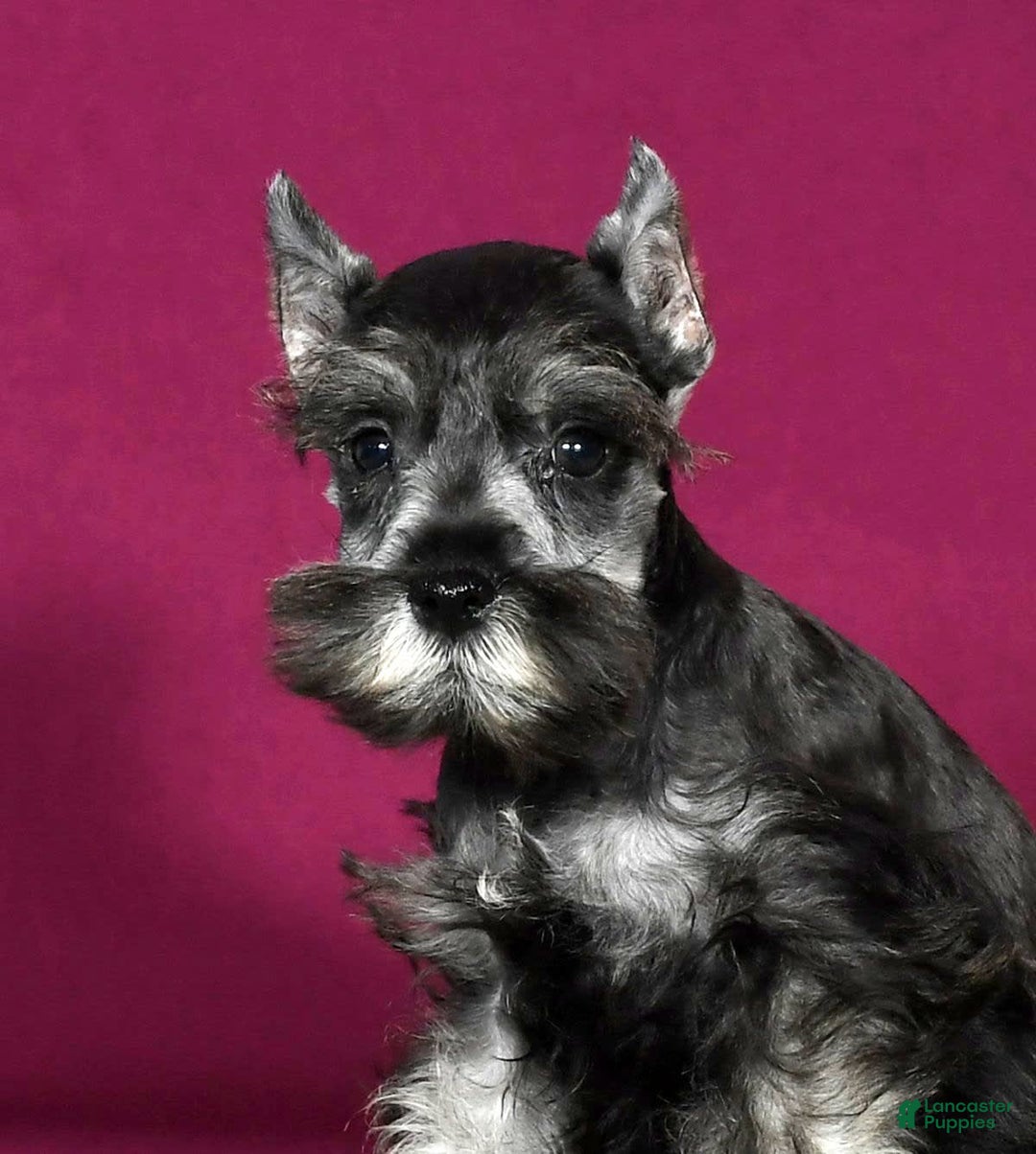 Miniature Schnauzer dogs for sale: Kermit - Image 3