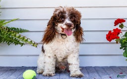 Cocker Spaniel dogs for sale: Charles - Image 8