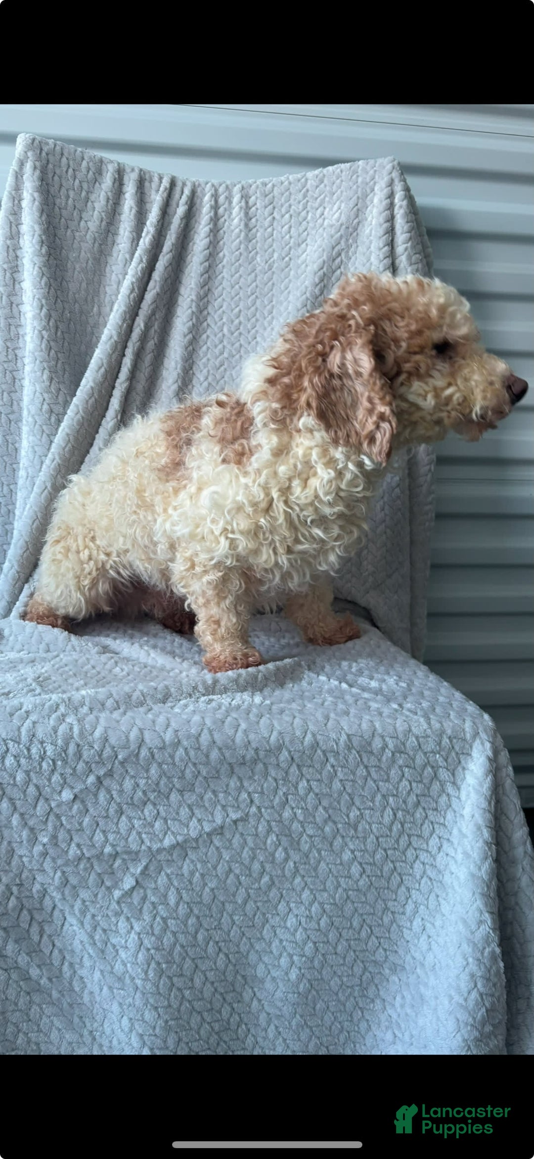 Mini Aussiedoodle dogs for sale: Hadley - Image 12