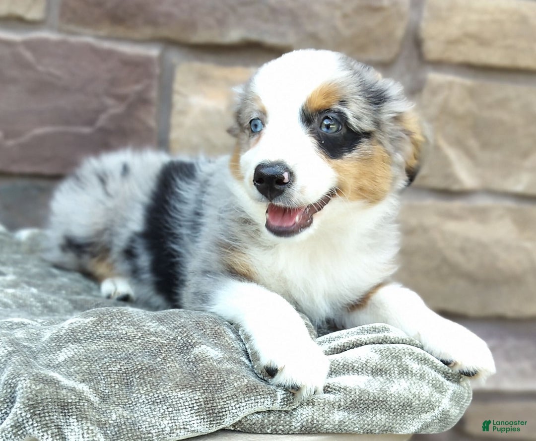 Miniature Australian Shepherd dogs for sale: Hallie - Image 7