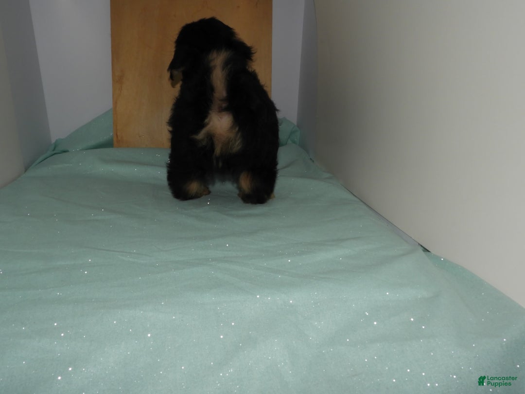 Yorkshire Terrier dogs for sale: Teddy - Image 7