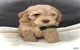 Cockapoo dogs for sale: Enzo - Image 4