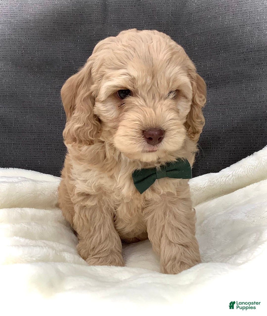 Cockapoo dogs for sale: Enzo - Image 4