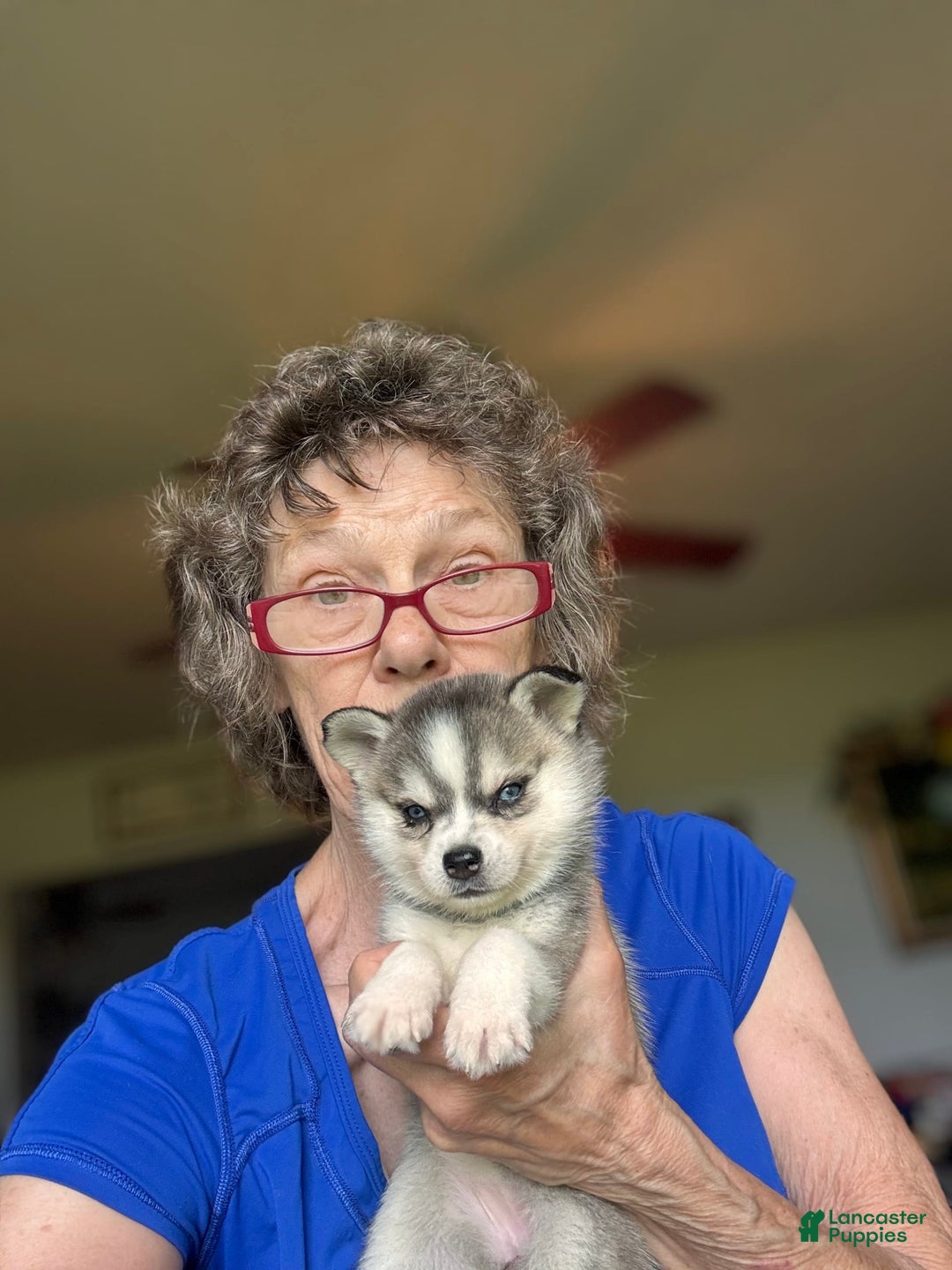 Alaskan Klee Kai dogs for sale: Blue Katie - Image 1