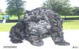 Yorkiepoo dogs for sale: Mack - Image 13