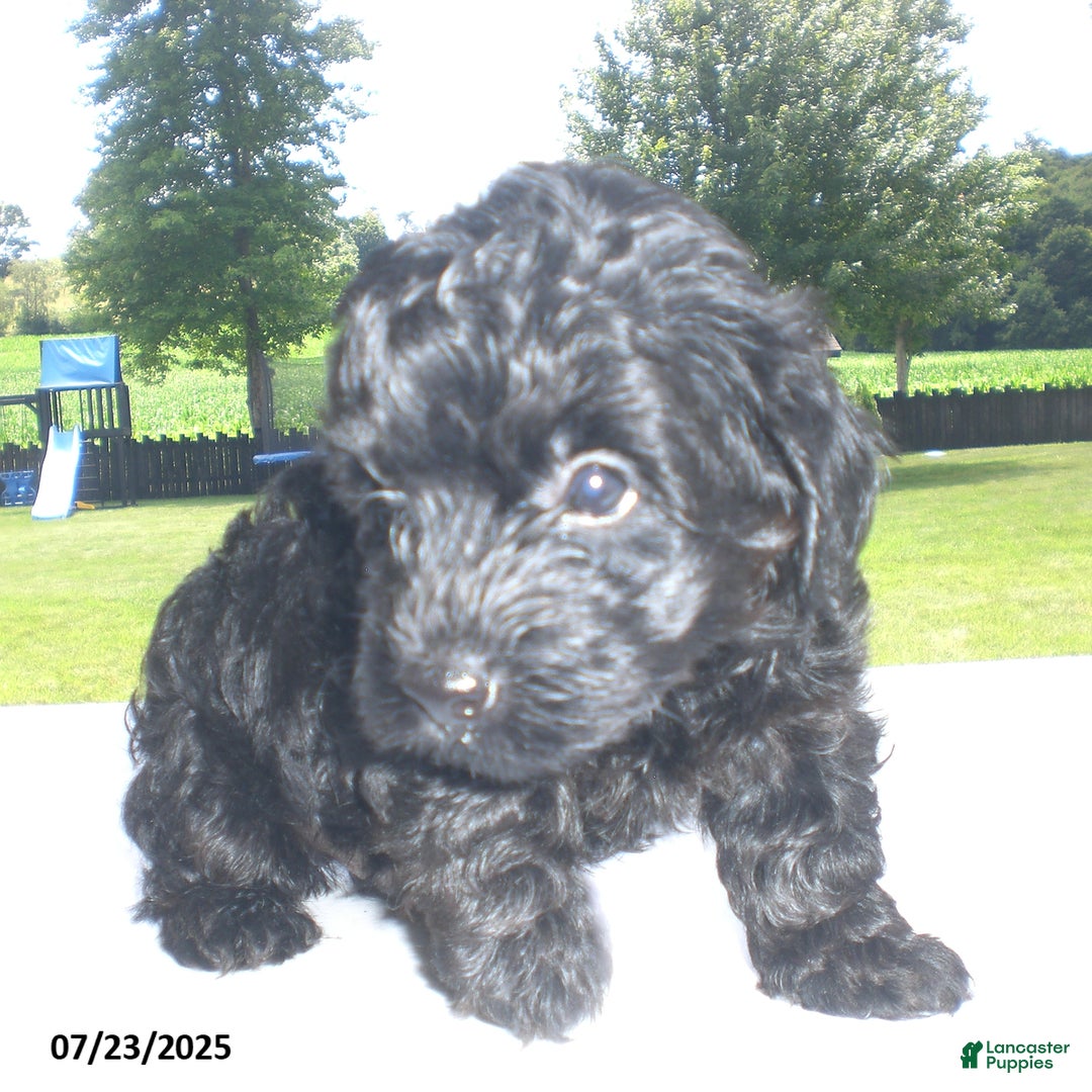 Yorkiepoo dogs for sale: Mack - Image 13