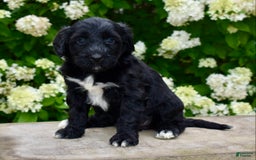 Portuguese Water Dog dogs for sale: Macy - Image 4