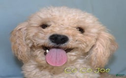 Cavachon dogs for sale: Hanna Female 3 - Image 5